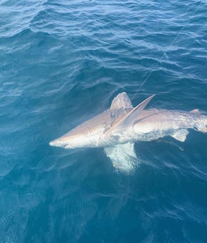 Bull Shark Fishing in Wrightsville Beach, North Carolina