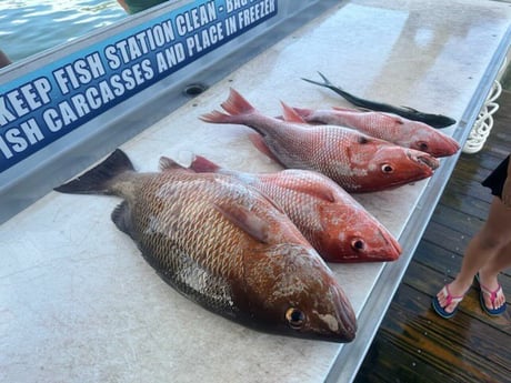 Mangrove Snapper, Red Snapper, Spanish Mackerel Fishing in Destin, Florida