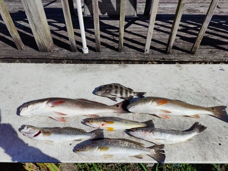 Redfish, Sheepshead, Speckled Trout / Spotted Seatrout fishing in Jacksonville, Florida