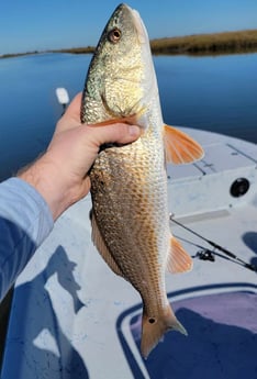 Redfish Fishing in Golden Meadow, Louisiana