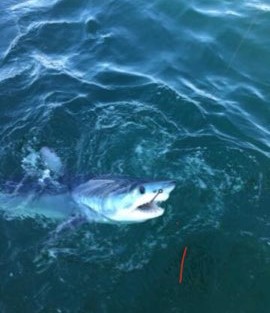 Thresher Shark Fishing in Freeport, New York, USA