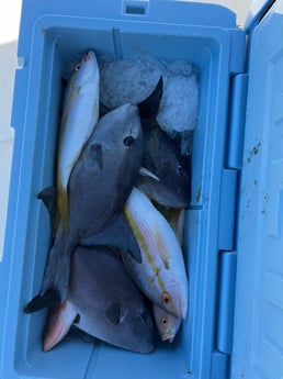 Triggerfish, Yellowtail Snapper Fishing in Key Largo, Florida