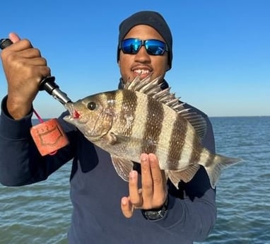 Sheepshead Fishing in Galveston, Texas