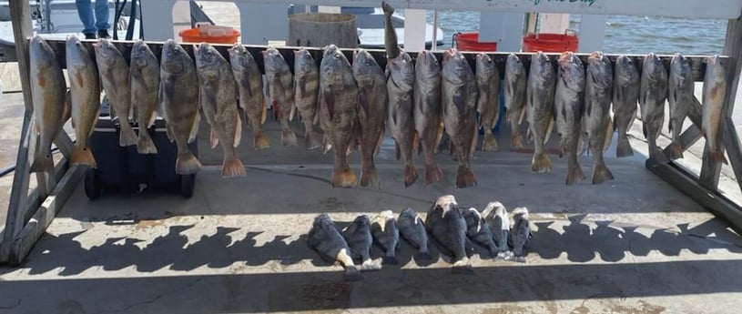 Black Drum, Redfish fishing in Corpus Christi, Texas