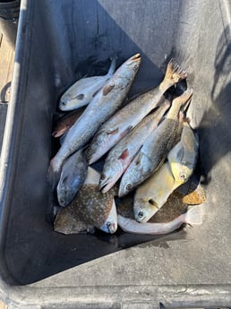 Fishing in Orange Beach, Alabama