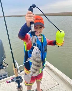 Black Drum fishing in Freeport, Texas