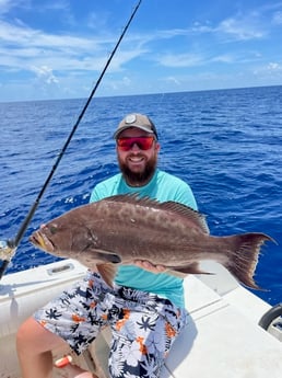 Scamp Grouper fishing in Sarasota, Florida