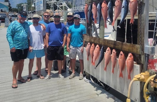 False Albacore, Red Snapper Fishing in Destin, Florida