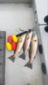 Redfish fishing in Santa Rosa Beach, Florida