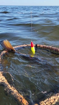 Redfish Fishing in Rio Hondo, Texas