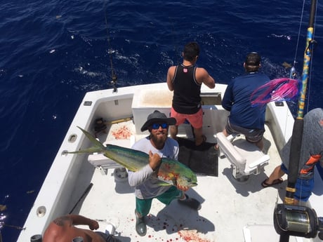 Mahi Mahi / Dorado fishing in Key West, Florida