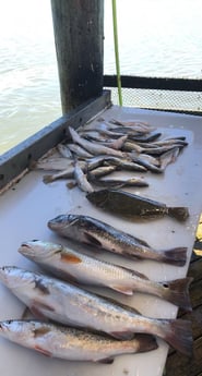 Black Drum, Flounder, Redfish, Speckled Trout / Spotted Seatrout fishing in Port O&#039;Connor, Texas