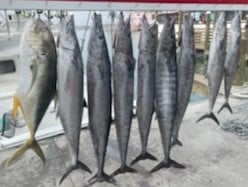 Jack Crevalle, King Mackerel / Kingfish, Wahoo fishing in Port Aransas, Texas