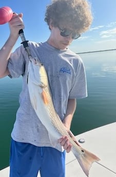 Redfish Fishing in Sarasota, Florida