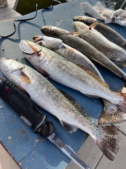 Speckled Trout / Spotted Seatrout Fishing in Galveston, Texas