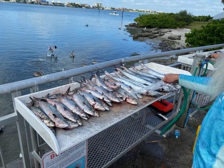 King Mackerel / Kingfish, Spanish Mackerel Fishing in Clearwater, Florida