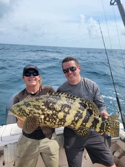 Goliath Grouper fishing in Clearwater, Florida