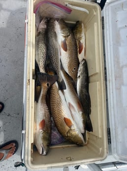 Redfish, Speckled Trout Fishing in Rockport, Texas