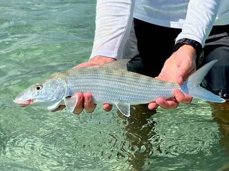 Bonefish fishing in Cudjoe Key, Florida