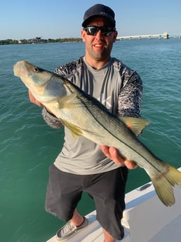 Snook, Speckled Trout / Spotted Seatrout fishing in Sarasota, Florida