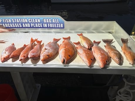 Mangrove Snapper, Red Snapper, Vermillion Snapper Fishing in Destin, Florida