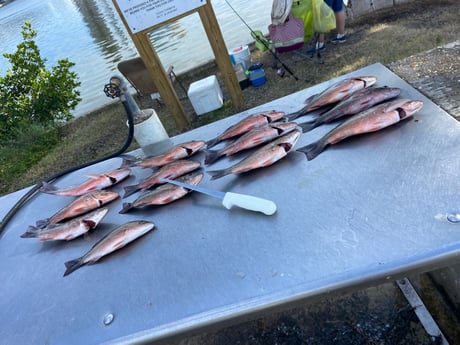 Mangrove Snapper fishing in Holmes Beach, Florida