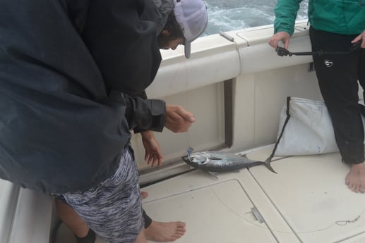 Little Tunny / False Albacore fishing in Galveston, Texas