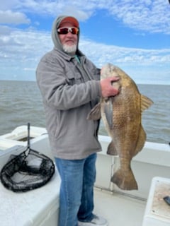 Black Drum fishing in Galveston, Texas