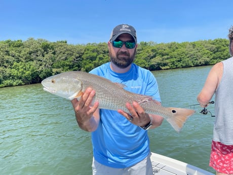 Redfish fishing in Clearwater, FL