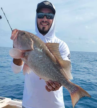 Red Grouper fishing in Clearwater, Florida