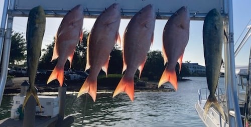 Mahi Mahi / Dorado, Mutton Snapper Fishing in Marathon, Florida