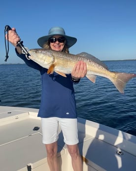 Redfish Fishing in Sarasota, Florida