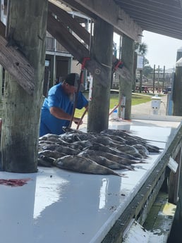 Sheepshead Fishing in Gulf Shores, Alabama