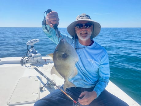 Triggerfish fishing in Carrabelle, Florida