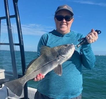 Black Drum Fishing in Sarasota, Florida