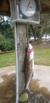 Cobia fishing in Jacksonville, Florida