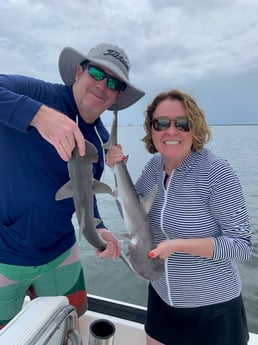 Bonnethead Shark fishing in Clearwater, Florida