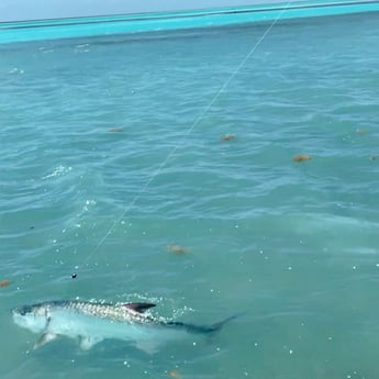 Tarpon Fishing in Islamorada, Florida