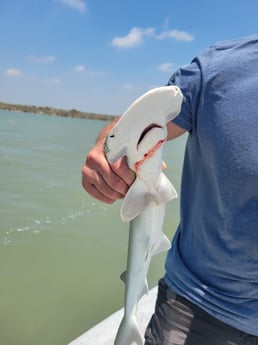 Bonnethead Shark fishing in Rockport, Texas