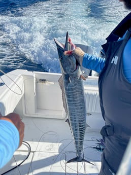 Wahoo fishing in Islamorada, Florida