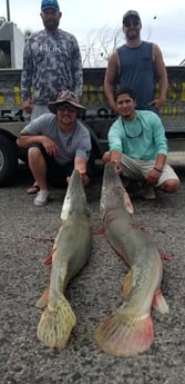 Alligator Gar fishing in Livingston, Texas