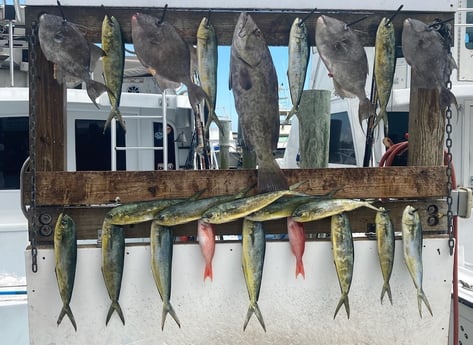 Gag Grouper, Mahi Mahi / Dorado, Red Snapper, Triggerfish fishing in Destin, Florida