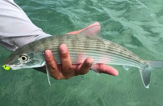 Bonefish fishing in Islamorada, Florida