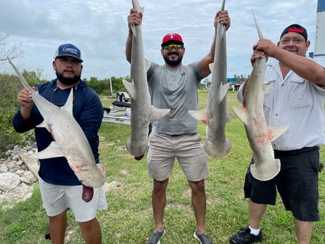 Bonnethead Shark fishing in South Padre Island, Texas