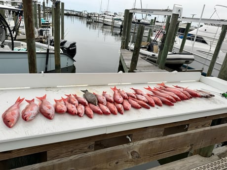 Fishing in Orange Beach, Alabama