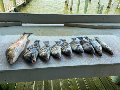 Black Drum, Redfish Fishing in Galveston, Texas