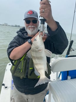 Black Drum Fishing in Galveston, Texas