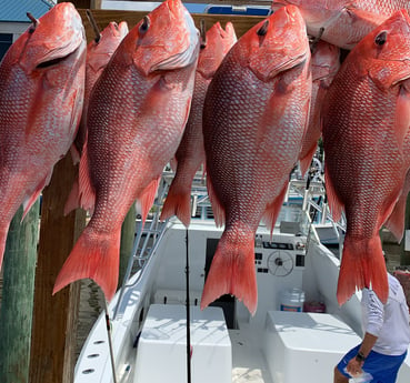 Red Snapper fishing in Biloxi, Mississippi