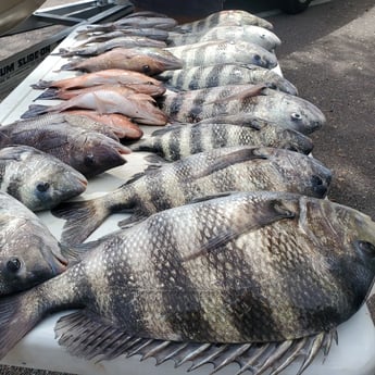 Mangrove Snapper, Sheepshead Fishing in St. Petersburg, Florida