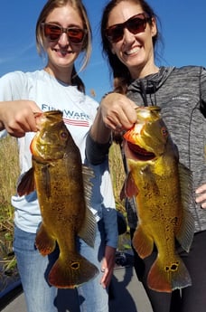 Peacock Bass fishing in Fort Lauderdale, Florida